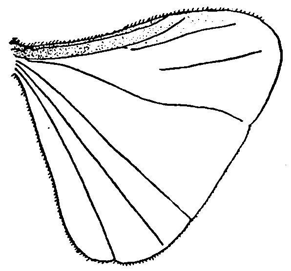 Acroschismus hubbardi, wing