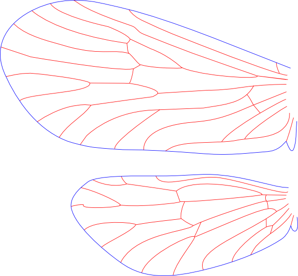 Agapetus hessi, wings