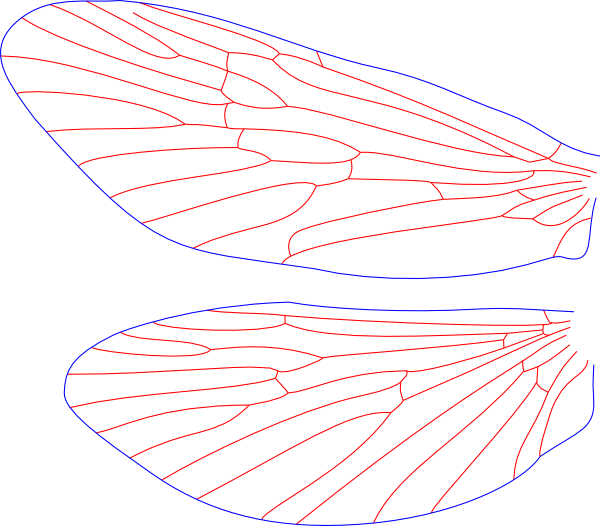 Arctopsyche ladogensis, female, wings