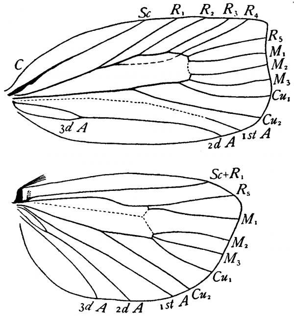 Archips cerasivorana, wings
