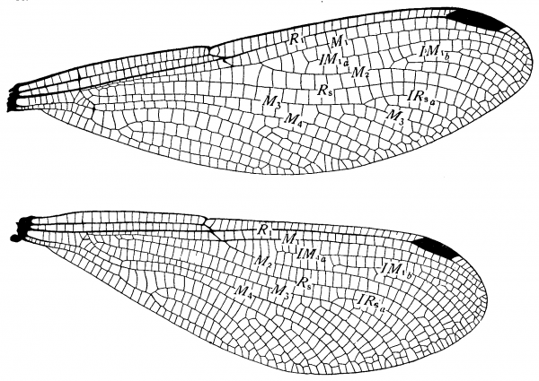 Chalcopteryx rutilans, wings