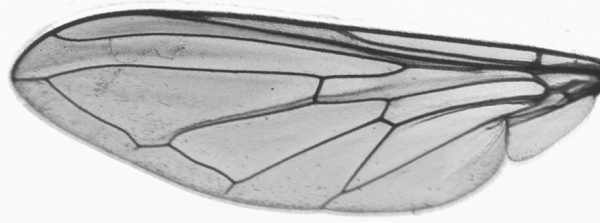 Cheilosia pagana, wing
