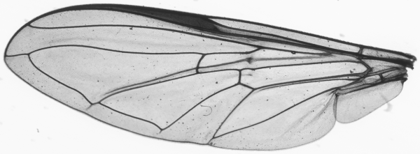 Dasysyrphus tricinctus, wing