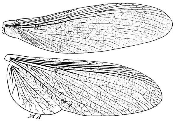 Mastotermes darwiniensis, wings