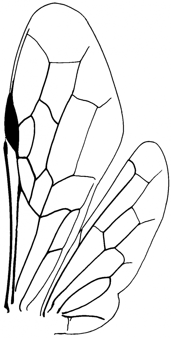 Megalodontidae, wings
