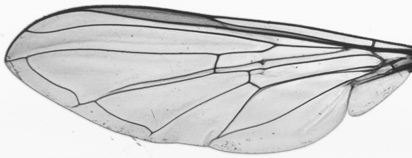 Meliscaeva auricolis, wing