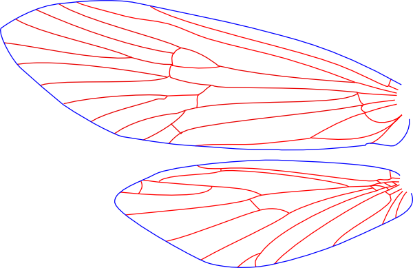 Micrasema rusticum, female, wings