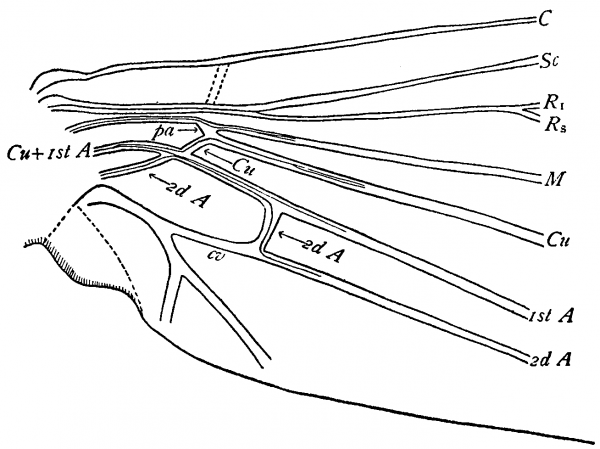 Mnemonica, base of hind wing 
