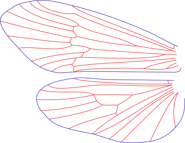Neophylax concinnus, male, wings