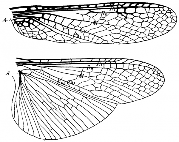 Pteronarcys dorsata, wings