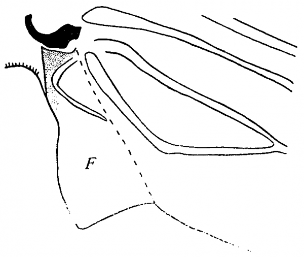 Rhyacophila fuscula, base of fore wing 