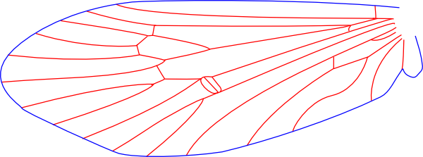Tanaostigmatidae, wings