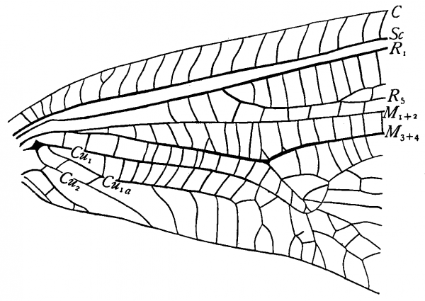 Lachlathetes contrarius, base of fore wing
