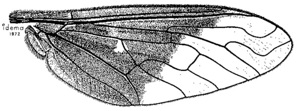 Chrysanthrax cypris, wing