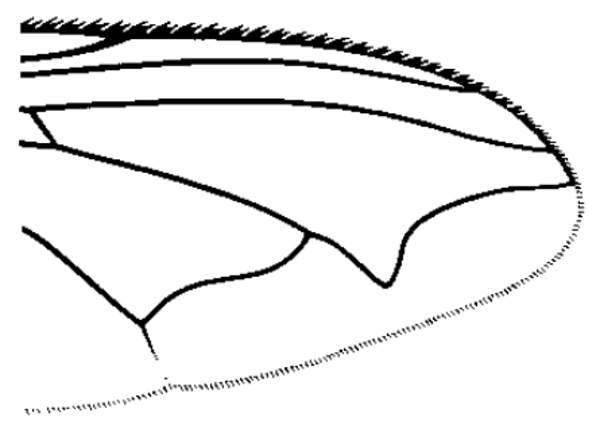 Calliphora vomitoria, wing tip