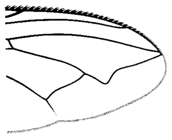 Acrophaga genarum, wing tip
