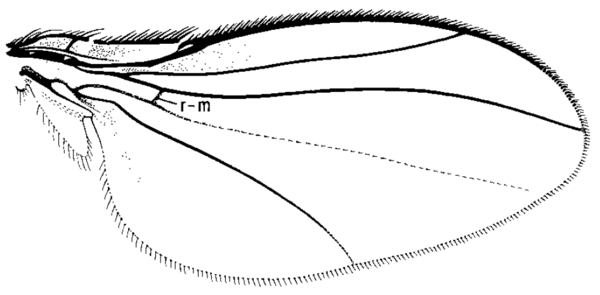 Carnus hemapterus, wing