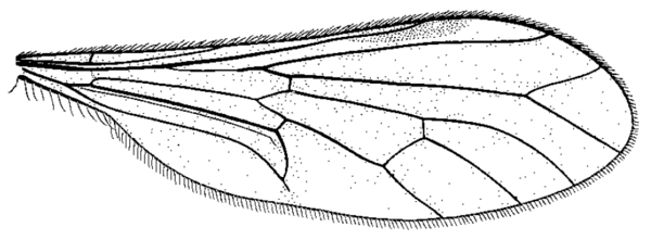 Brachystoma occidentale, wing