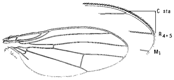Homoneura bispina, wing
