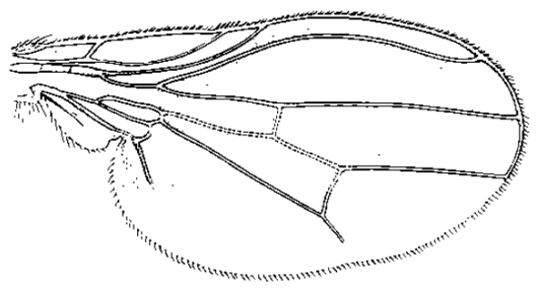 Steganolauxania latipennis, wing