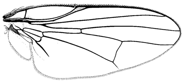 Dasiops alveofrons, wing