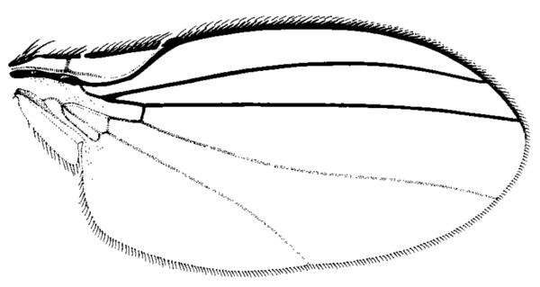 Paramyia nitens, wing