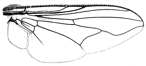 Graphomya idessa, wing