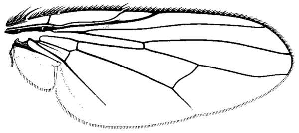 Muscina levida, wing