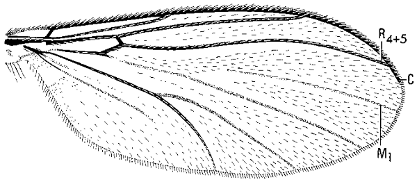 Anaclileia, wing