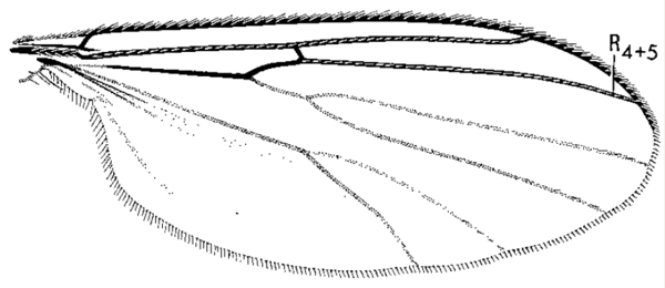 Anatella ciliata, wing