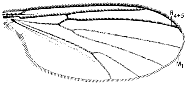 Phronia cordata, wing