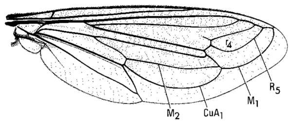 Nemomydas pantherinus, wing