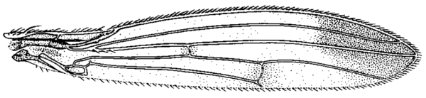 Geomyza apicalis, wing