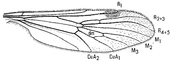 Cramptonomyia spenceri, wing