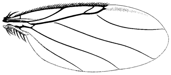 Lecanocerus compressiceps, wing