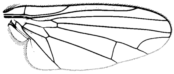 Polyporivora polypori, wing