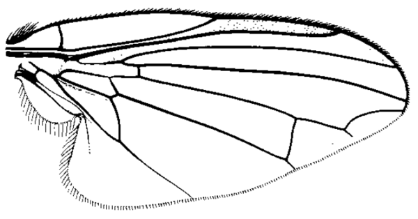 Symmetricella mogollonensis, wing