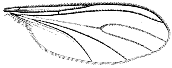 Phytosciara flavipes, wing