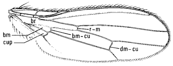 Colobaea americana, wing
