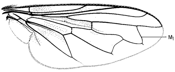 Orthonevra pulchella, wing