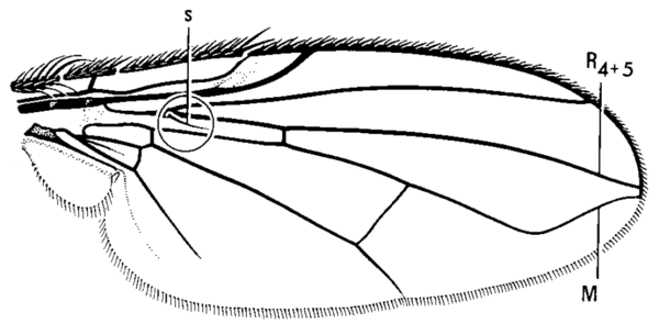 Phytomyptera tarsalis, wing