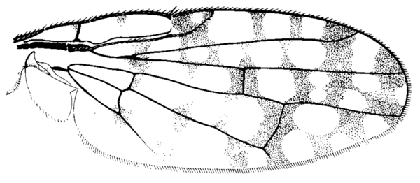 Paroxyna clathrata, wing
