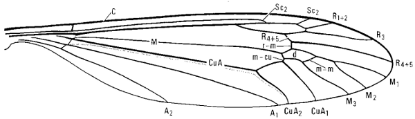 Tipula (Yamatotipula) tricolor, wing