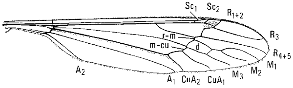 Megistocera longipennis, wing