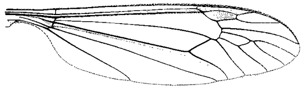 Nephrotoma ferruginea, wing