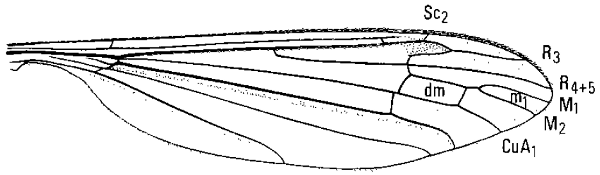 Phalacrocera tipulina, wing