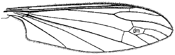 Antocha saxicola, wing