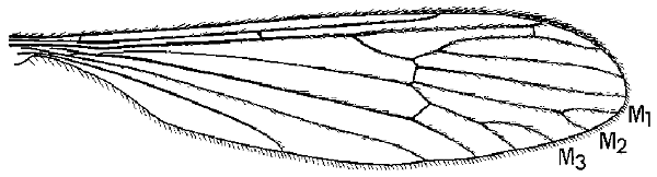 Dicranota (Rhaphidolabis) tenuipes, wing