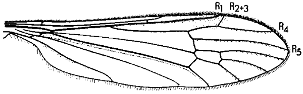 Rhabdomastix (Sacandaga) californiensis, wing